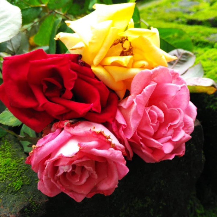 Rose