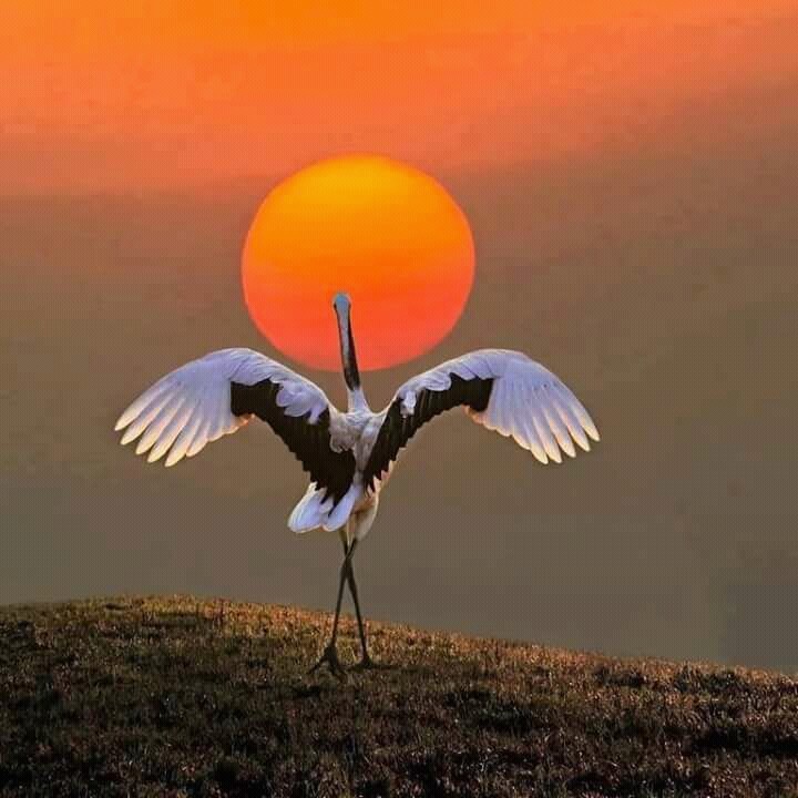 dancer play with sun