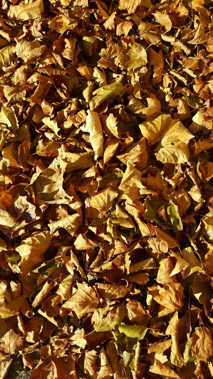 autumn Leaves