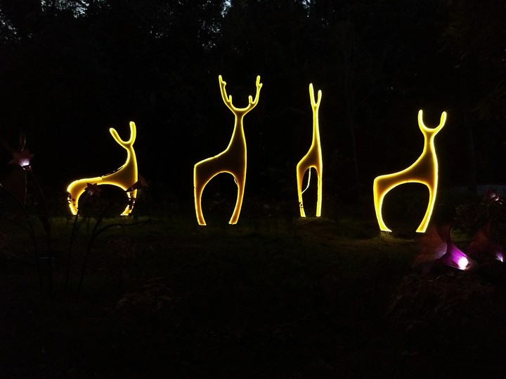 light deer