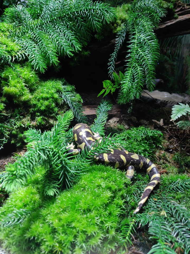 Salamander