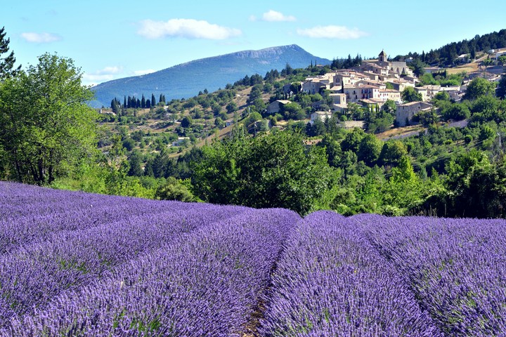 Provence. Lavender delight