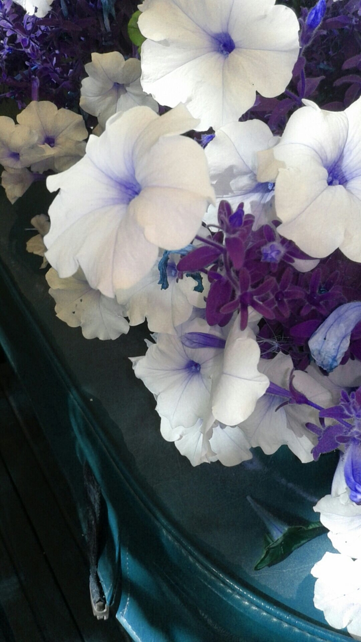 Beautiful blue flower