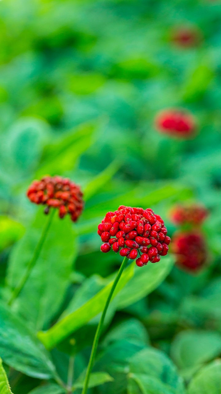 Tiny Fruits