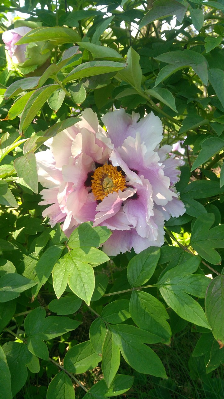 Paeonia suffruticosa