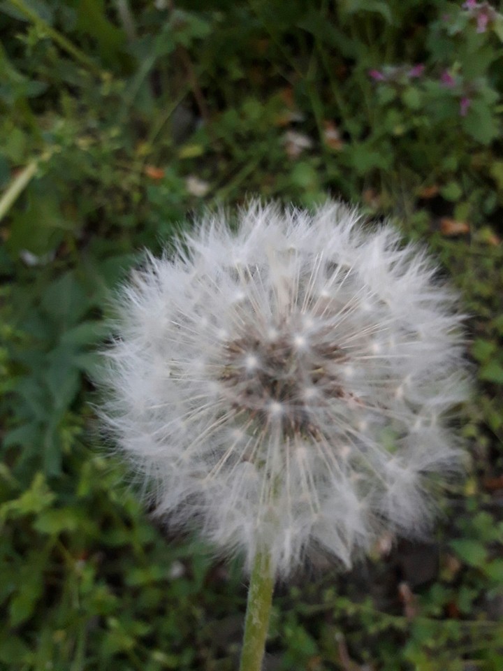 Dendelion