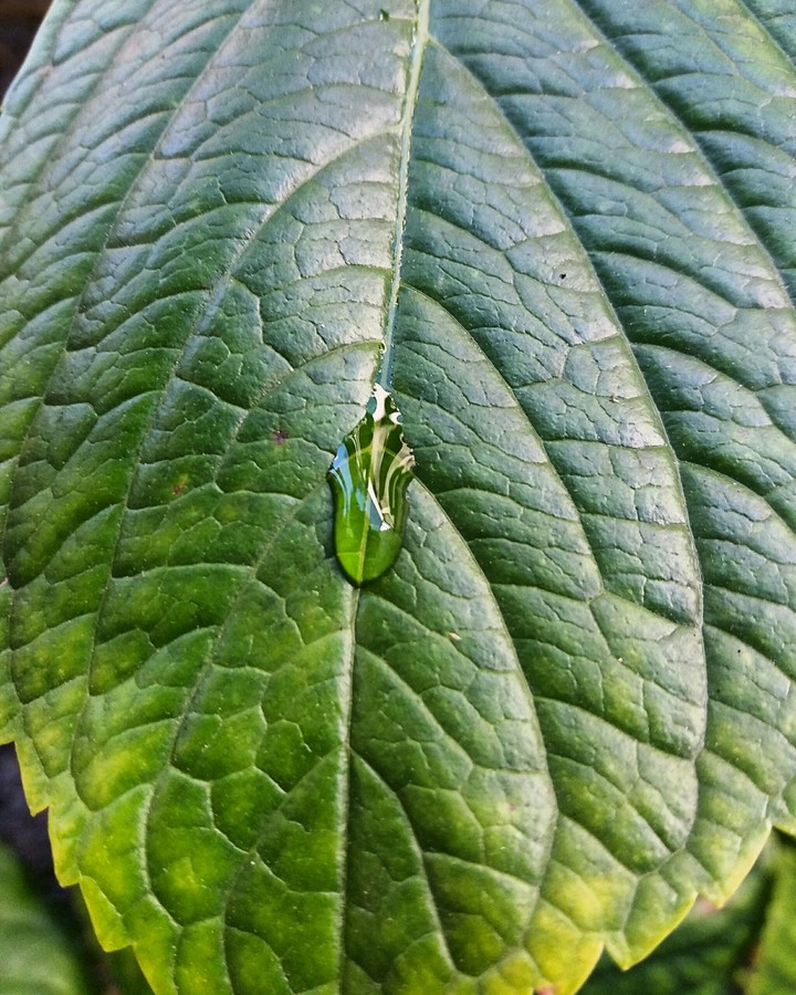 drop