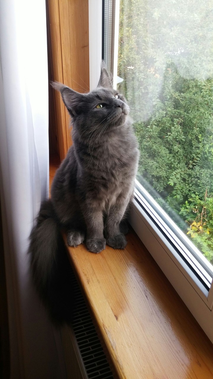 Diamond,Maine Coon