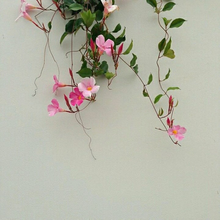 flor