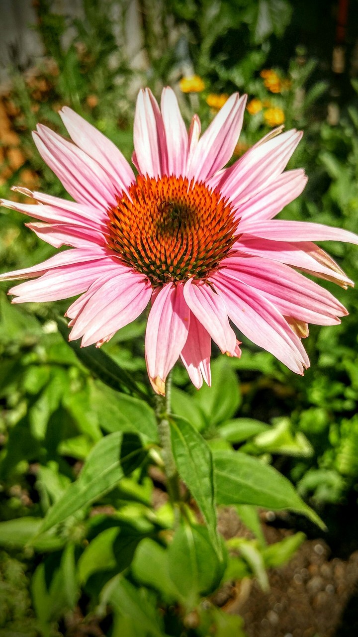 Purple Echinacea