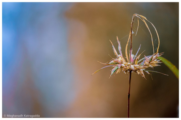 Colors of Nature