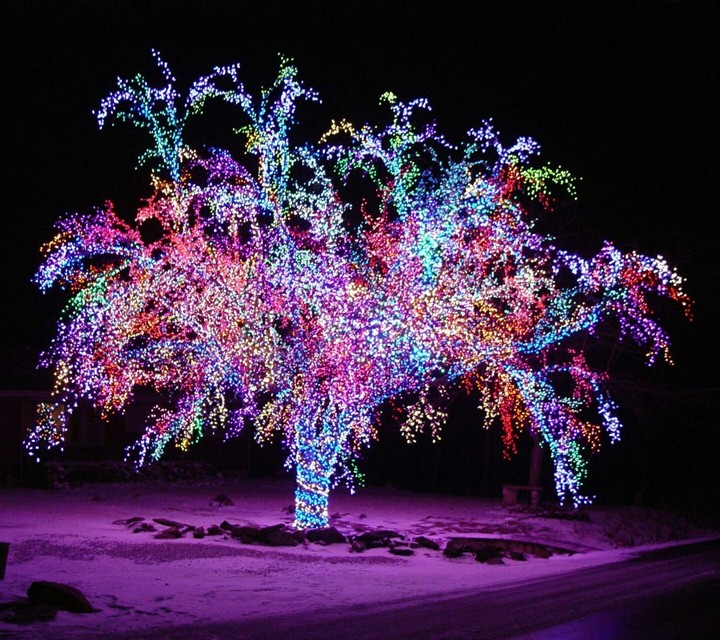 Christmas Tree