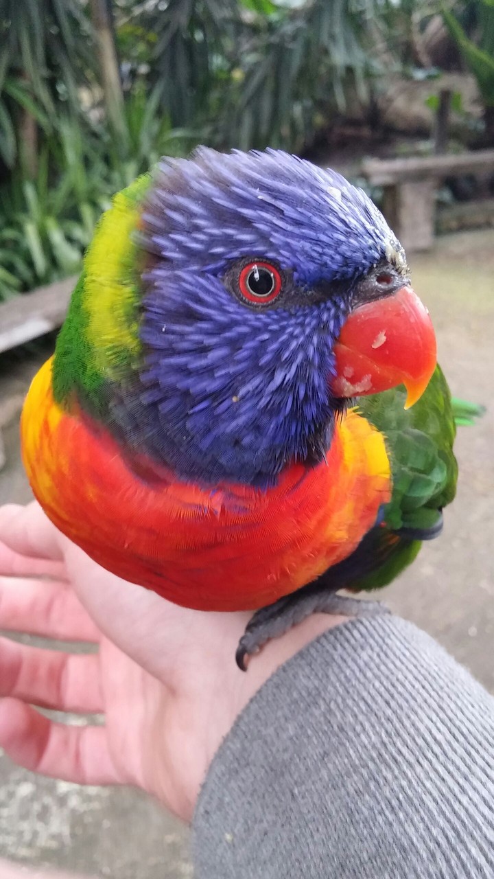 bird