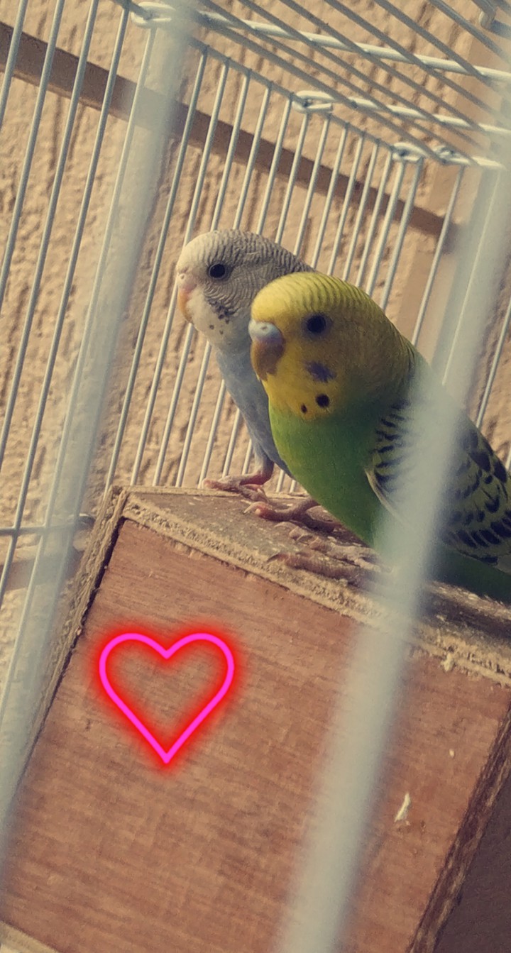 Love Birds