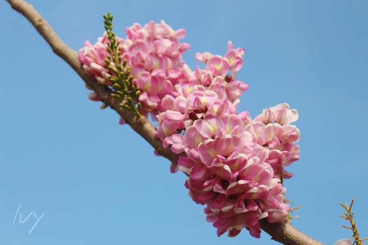bloom