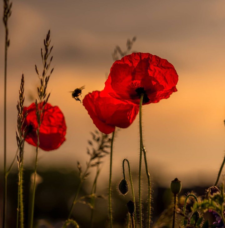 Poppies
