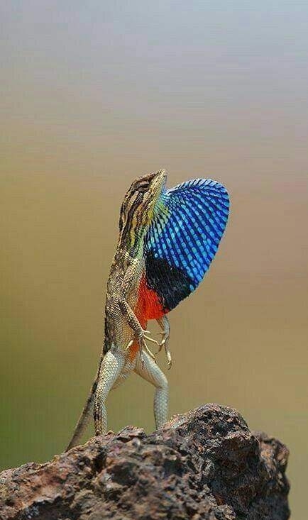 Lizard