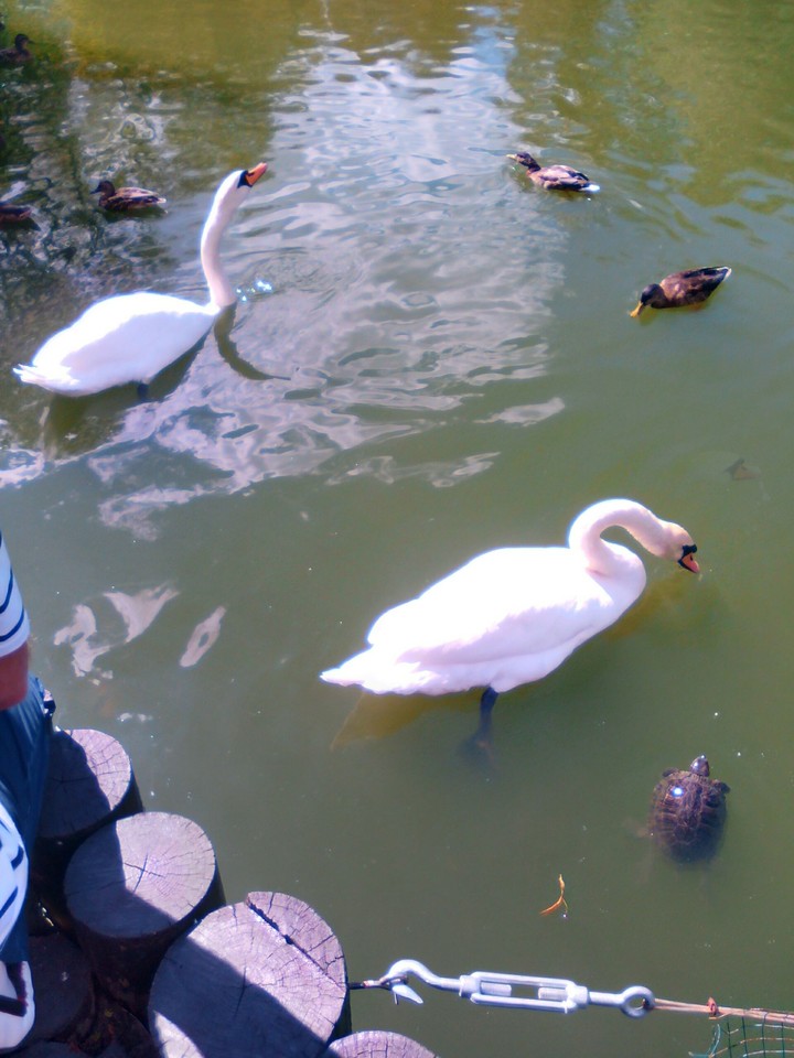Swan