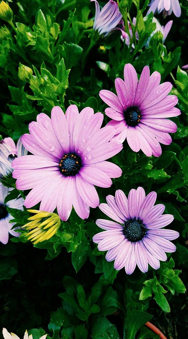 SK~flowers