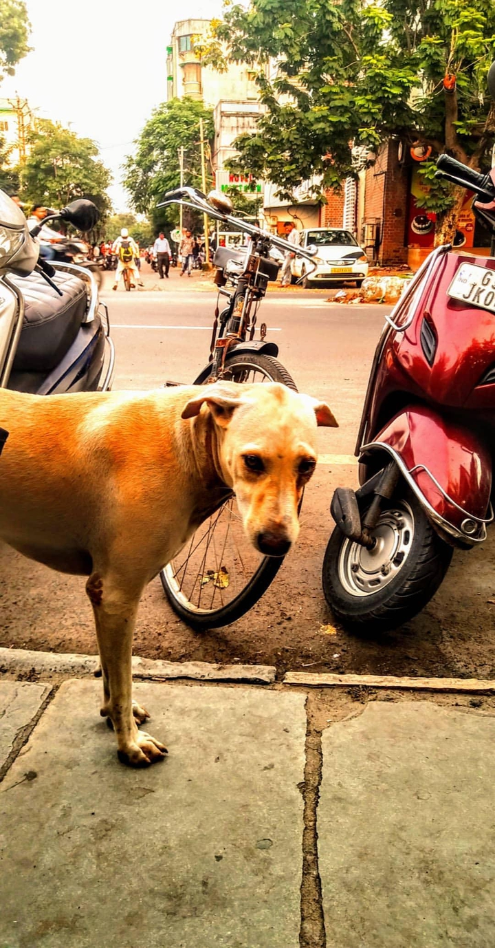 A street dog ?