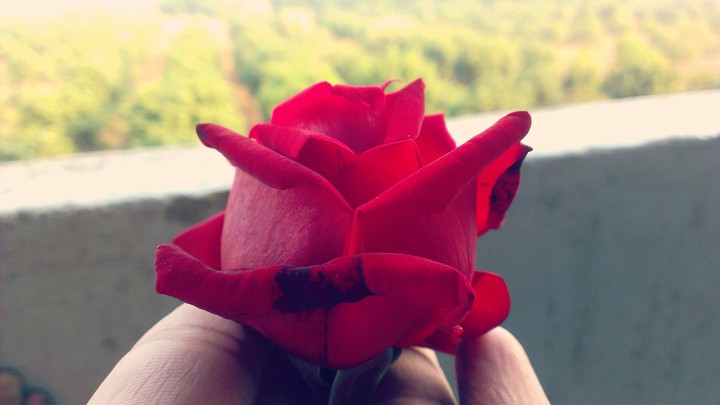 Red Rose
