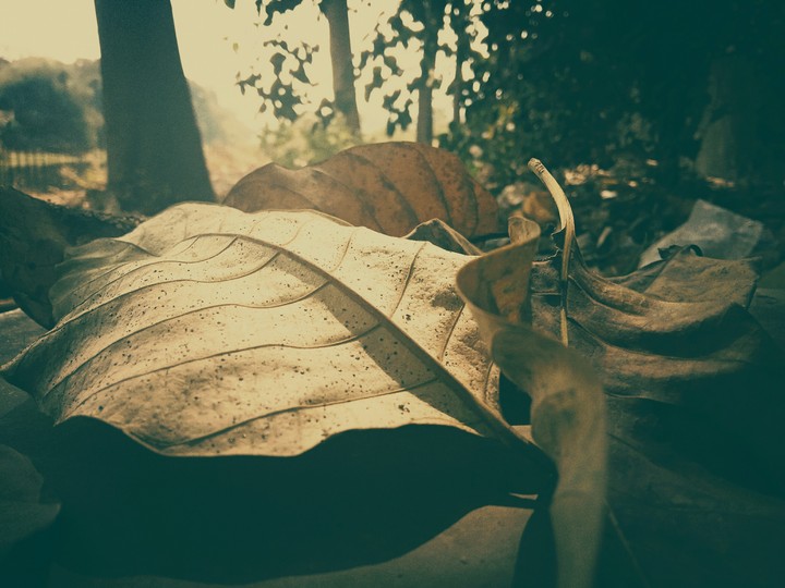 leaves