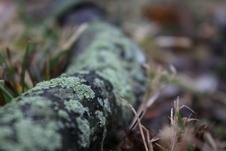 old branch