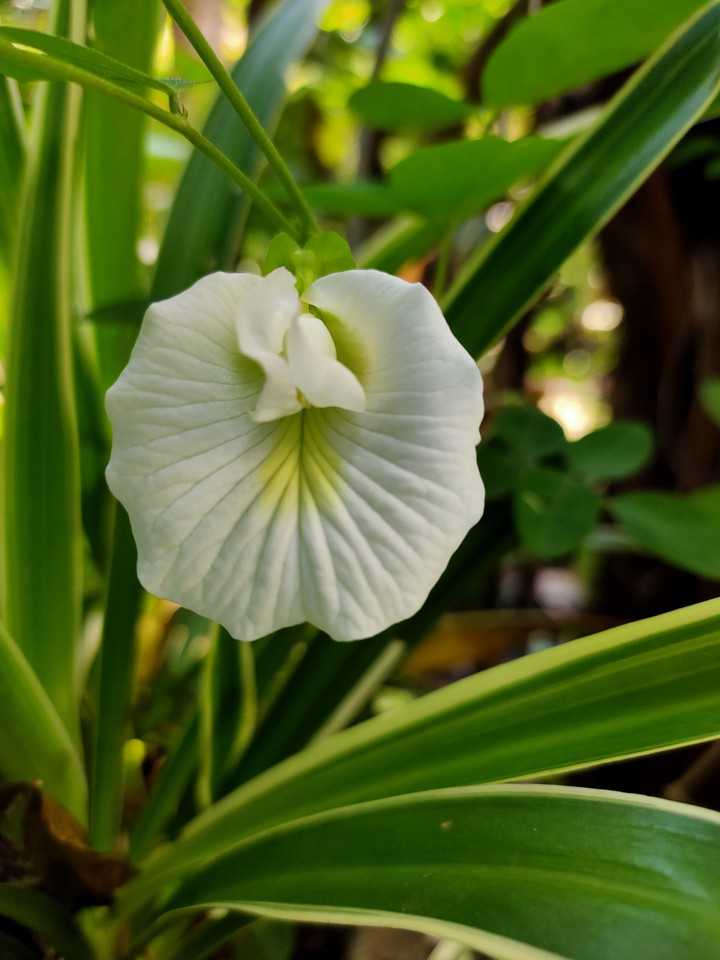 Butterfly pea