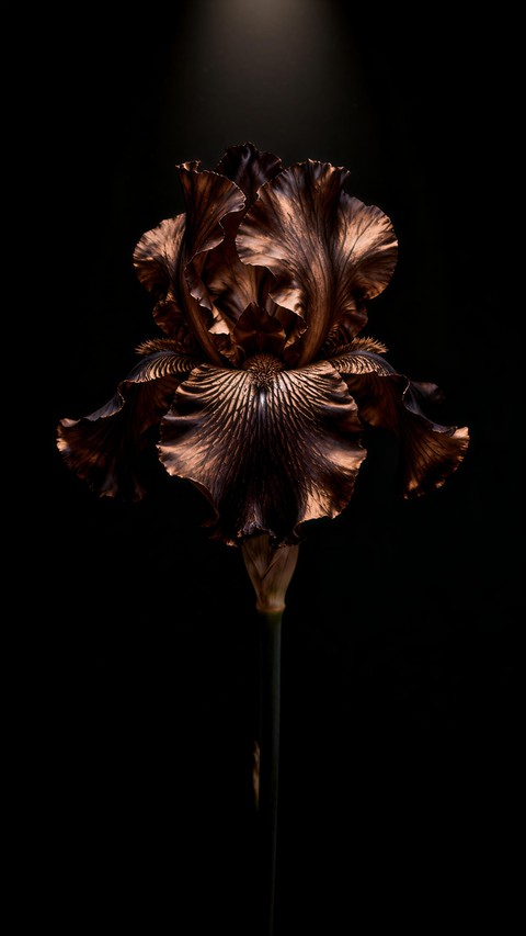 Beauty Blooms in The Darkness