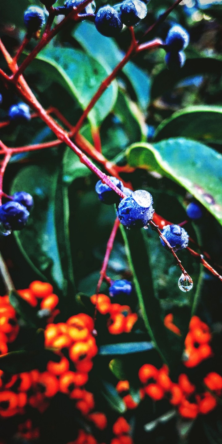 Nature