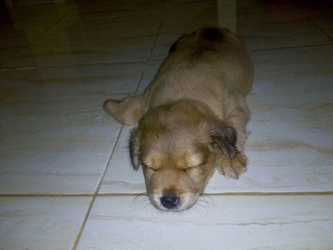 Sleeping Puppies