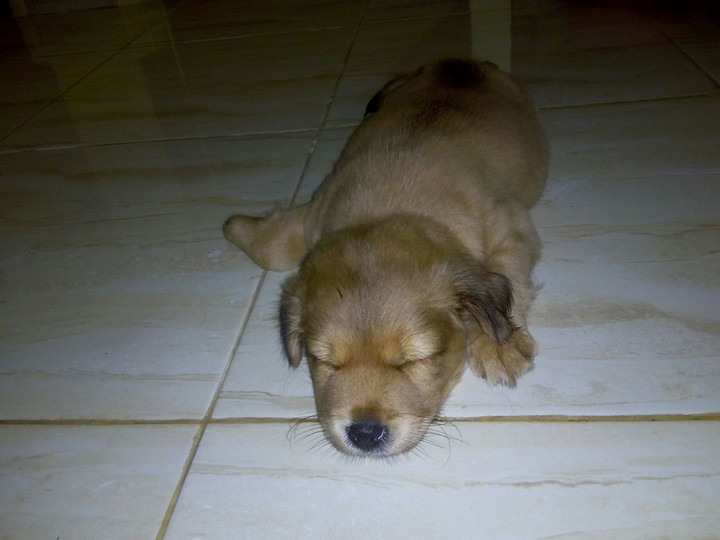 Sleeping Puppies