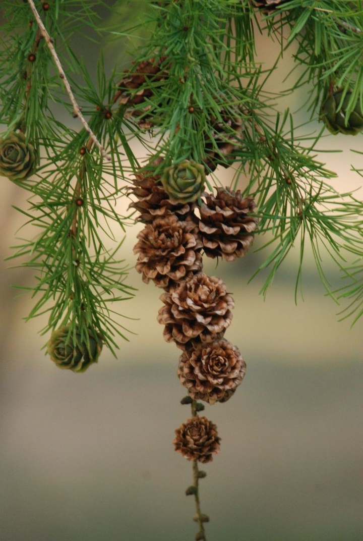 Pine