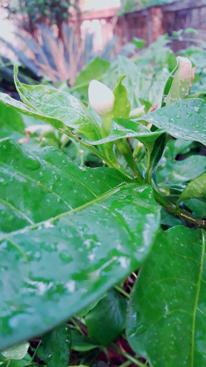 flower