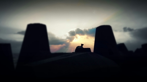sky cat