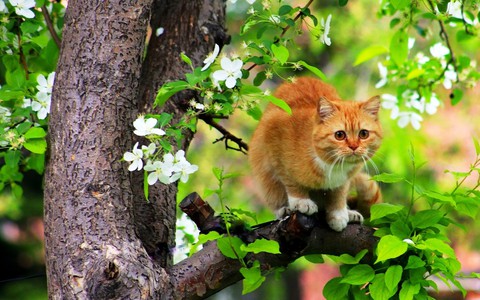 Spring cat)