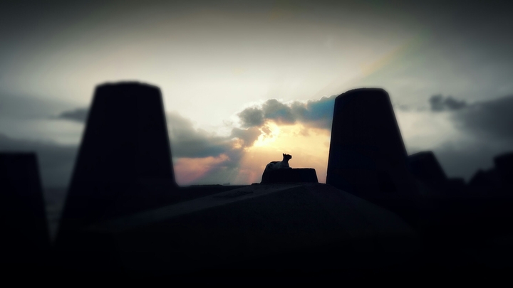 sky cat