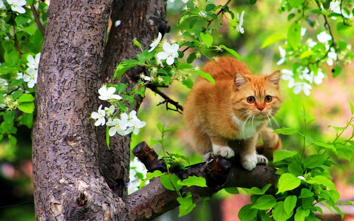 Spring cat)