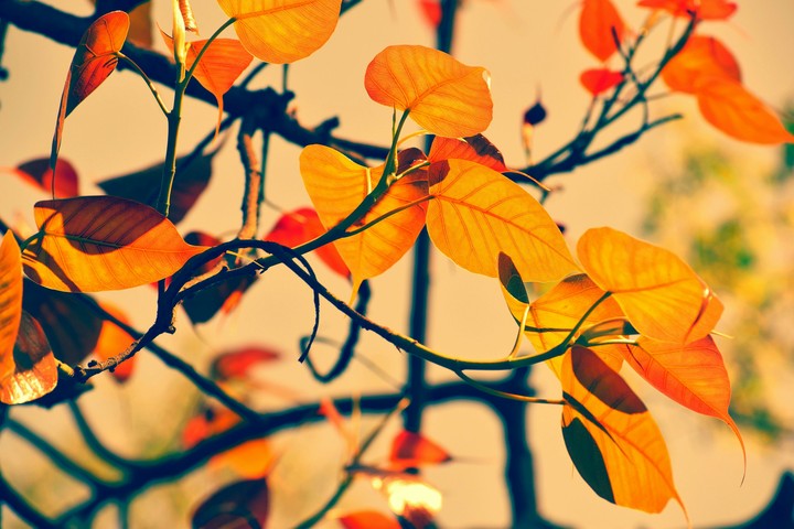yellow leaves