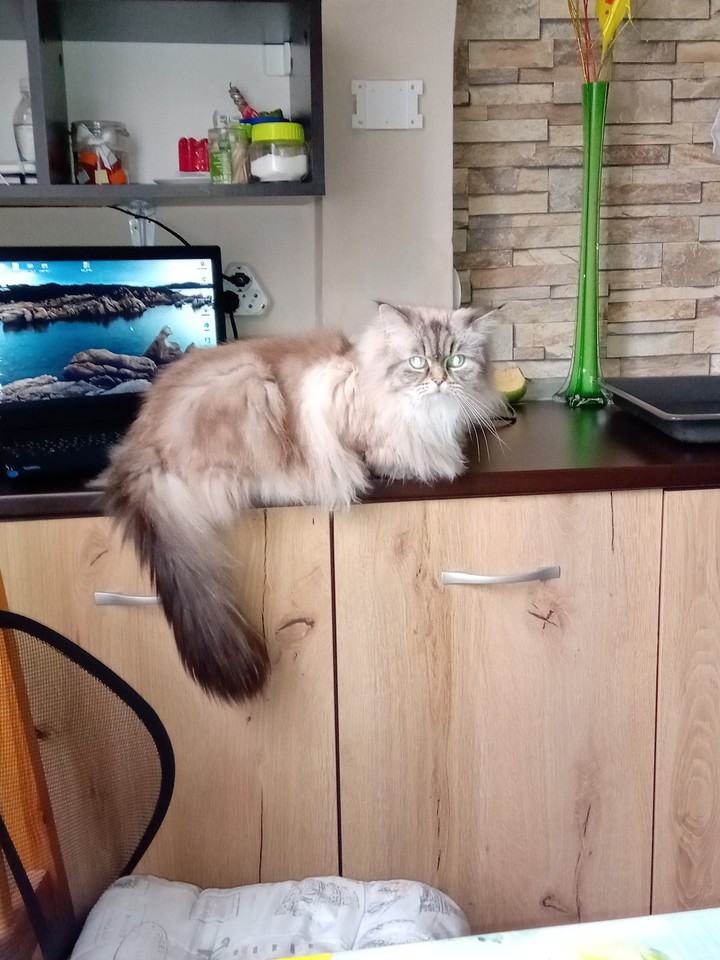 hi