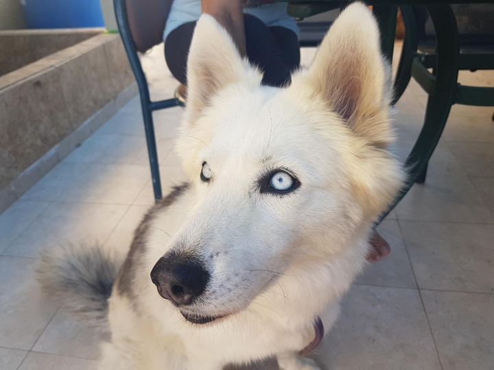 dog