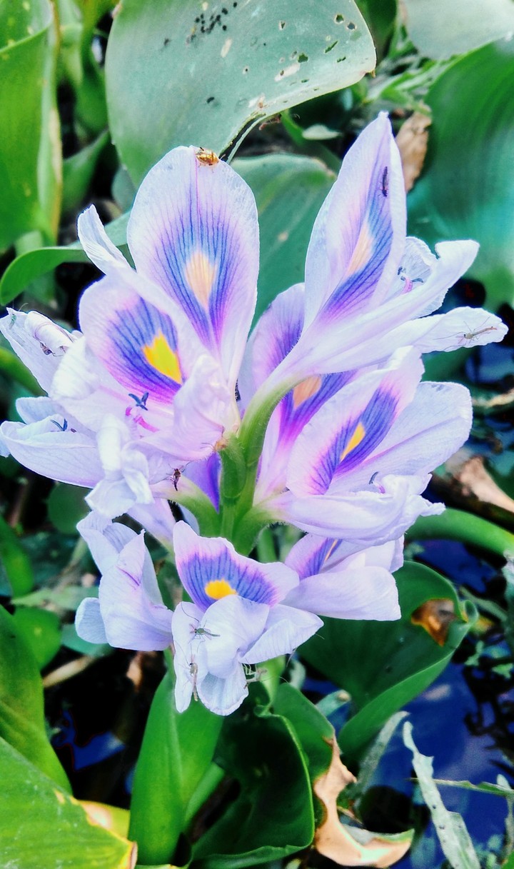 jal khubee flower