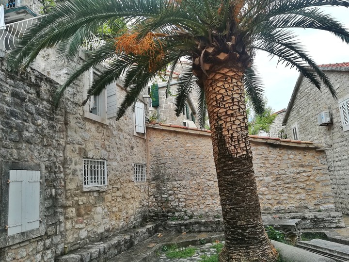 Palm Tree