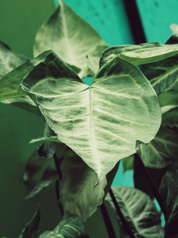 Big leaf