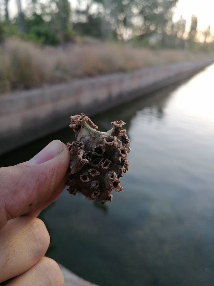 کرونای مرده?