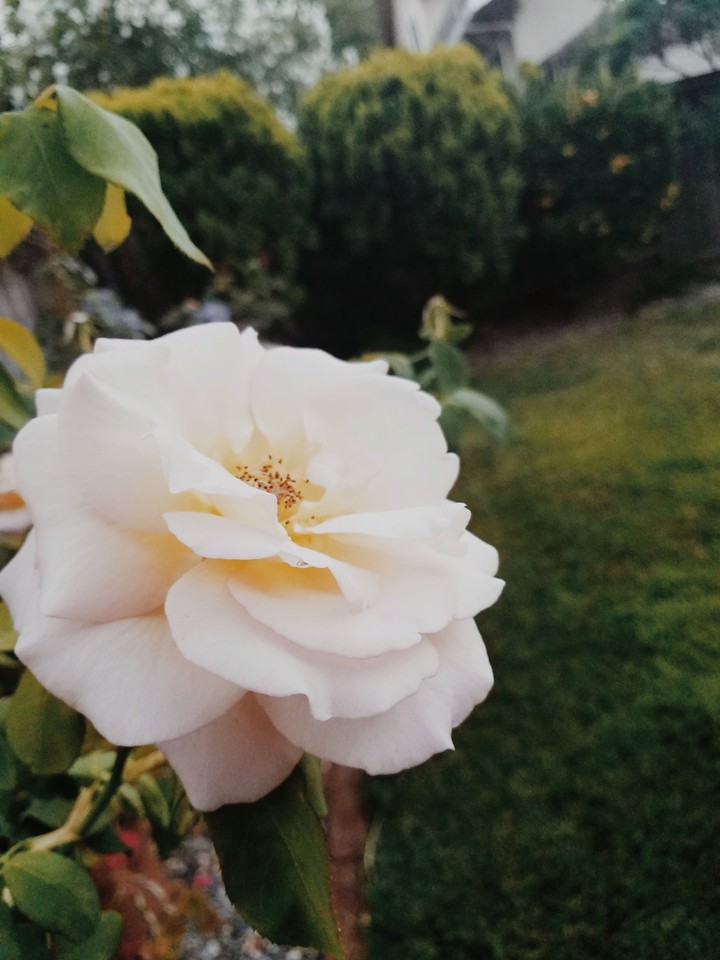 grandmas garden