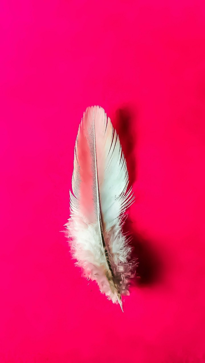 feather in pink