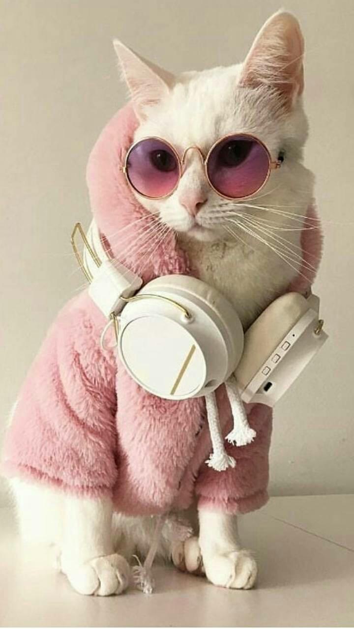 This  cat  looks  so cute  with  this  clothes