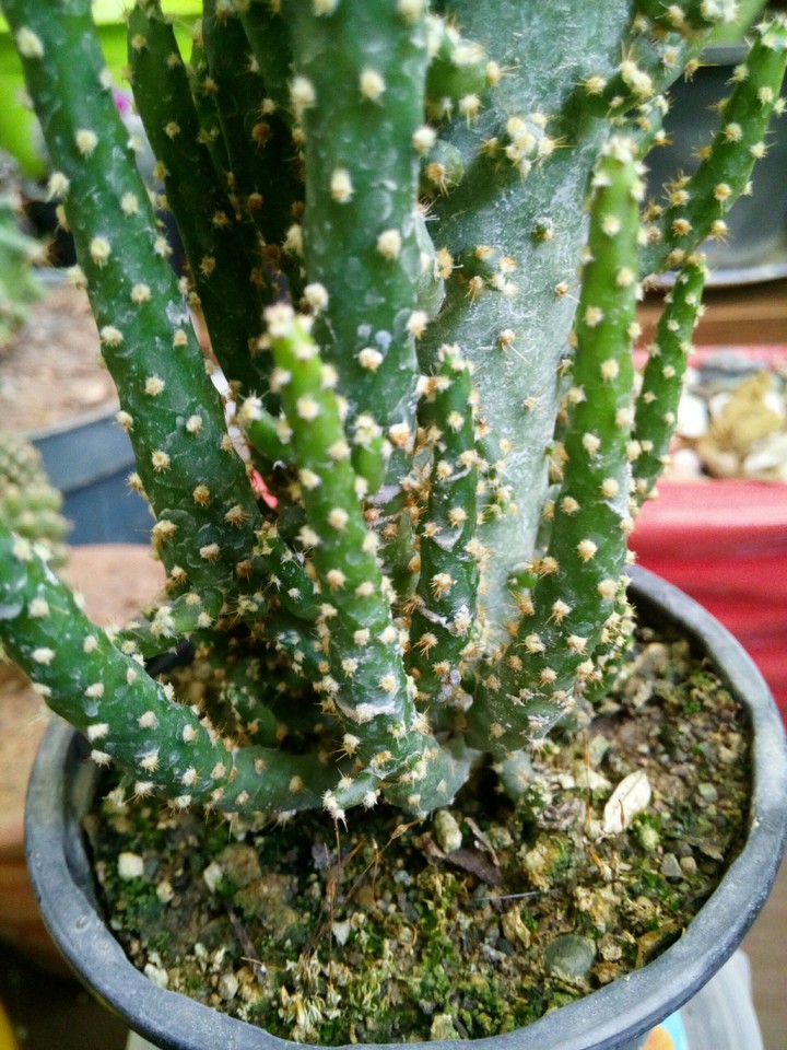 kaktus lovi