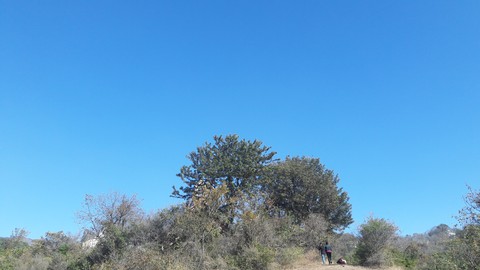 tree